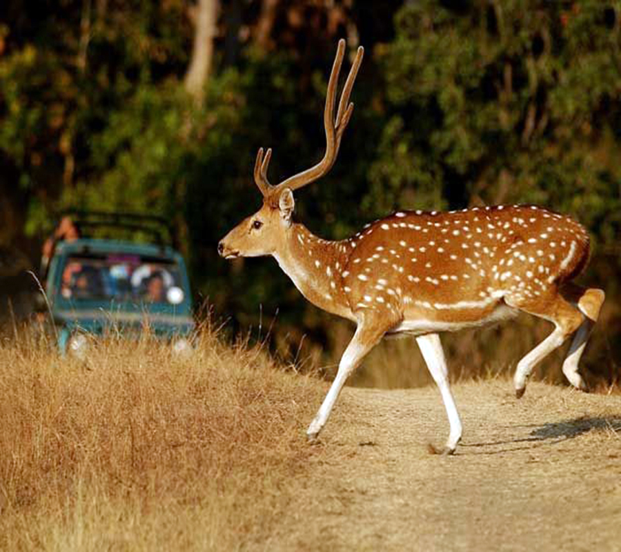 Deer at Sariska