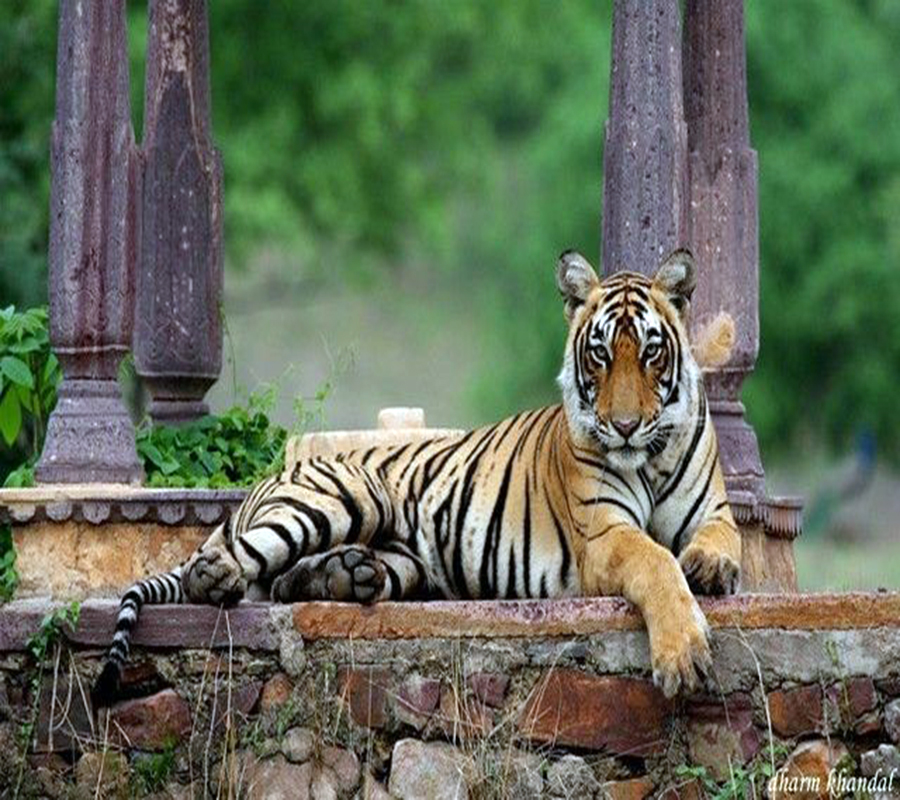 Tiger at Sariska
