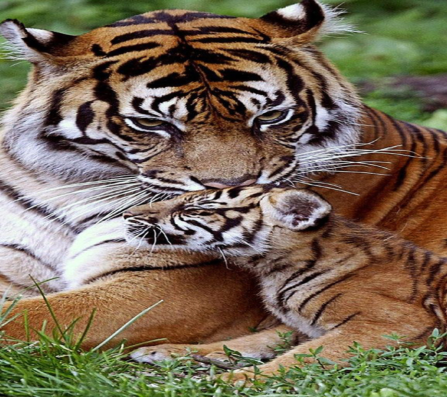 Tiger family